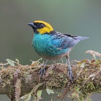 saffron-crowned tanager_08A0675 Saffron-crowned tanager, Finca La Florida, Colombia