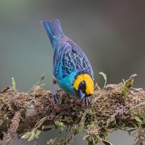 saffron-crowned tanager_08A9763 Saffron-crowned tanager, Finca La Florida, Colombia