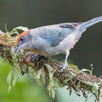 scrub tanager_08A0523 Scrub tanager, Finca La Florida, Colombia