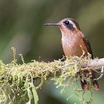 speckled hummingbird_08A0133 Speckled hummingbird, Finca La Florida, Colombia