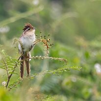 striped cuckoo_08A2152 Striped cuckoo, Sonso Lagoons, Valle de Cauca, Colombia