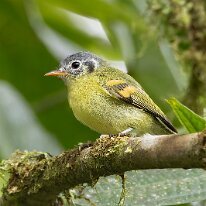 variegated bristle-tyrant_08A0230 Variegated bristle-tyrant, Finca La Florida, Colombia