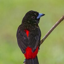 Costa Rica 2013 Passerini's tanager, La Selva, Costa Rica