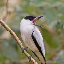 black-capped tityra (3465) Black-capped tityra, Selva Verde, Costa Rica