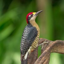 Costa Rica 2013 Black-cheeked woodpecker, Selva Verde, Costa Rica