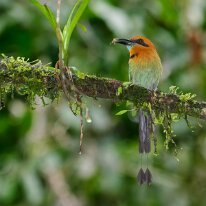 Costa Rica 2013 Broad-billed motmot, La Selva, Costa Rica