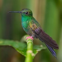 Costa Rica 2013 Bronze-tailed plumeleteer, Sarapiqui, Costa Rica