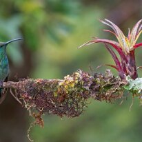 Costa Rica 2013 Lesser violetear, Paraiso Quetzal, Costa Rica