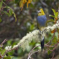 Costa Rica 2013 Long-tailed silky flycatcher, Paraiso Quetzal, Costa Rica