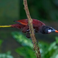 Costa Rica 2013 Montezuma's oropendola, Selva Verde, Costa Rica