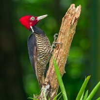 Costa Rica 2013 Pale-billed woodpecker, Selva Verde, Costa Rica