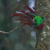 Costa Rica 2013 Resplendant quetzal, Savegre, Costa Rica