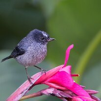 slaty-flowerpiercer-(4060) Slaty flowerpiercer, Savegre, Costa Rica