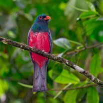 Costa Rica 2013 Slaty-tailed trogon, La Selva, Costa Rica