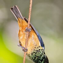 spangle-cheeked-tanager-(4081) Spangle-cheeked tanager, Savegre, Costa Rica
