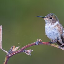 Costa Rica 2013 Volcano hummingbird, Savegre, Costa Rica
