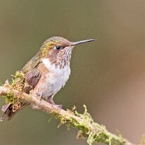 volcano-hummingbird-(4631) Volcano hummingbird, Savegre, Costa Rica