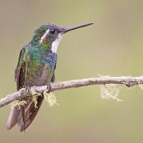 white-throated-mountain-gem-(3890) White-throated mountain-gem, Savegre, Costa Rica