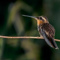 Brazil 2010 Saw-billed hermit, REGUA, Brazil
