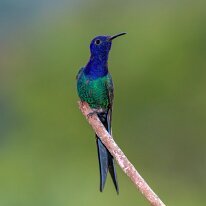 Brazil 2010 Swallow-tailed hummingbird, REGUA, Brazil