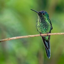 Brazil 2010 Violet-capped woodnymph, REGUA, Brazil