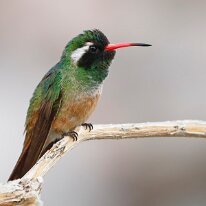 xantus hummingbird (0379) Xantus hummingbird, Loreto, Mexico