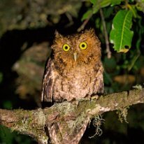 bare-shanked screech-owl (4816) Bare-shanked screech-owl, Savegre, Costa Rica