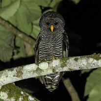 black-banded owl_08A6970 Black-banded owl, Pilcopata, Peru