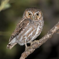 Arizona 20 Elf owl, Hereford, AZ