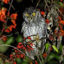 koepckes screech owl_08A2385 Koepcke's screech-owl