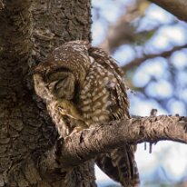 mexican spotted owl (1354) Mexican spotted owl, Miller Canyon, AZ