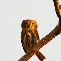 pearl-spotted owlet (U3A2513) Pearl-spotted owlet, Mole NP, Ghana