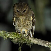 rufescent screech owl_08A4380 Rufescent screech-owl, Manu road, Peru