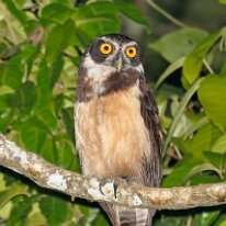 spetacled-owl-(7101) Spectacled owl, Madre de Dios, Peru