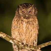 tawny-bellied screech-owl (2349) Tawny-bellied screech-owl, Madre de Dios, Peru