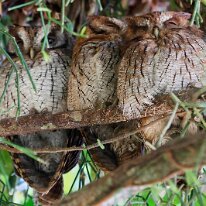 tropical-screech-owls Tropical screech-owls, REGUA, Brazil