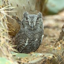 western screech owl_08A7538 Western screech-owl, Tucson, AZ