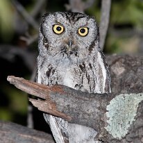 whiskered screech owl (7777) Whiskered screech-owl, Carr canyon, AZ