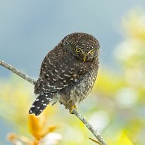 yungas pygmy owl_08A3138 Yungas pygmy owl, Wayqecha Field Station, Peru