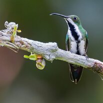 black-throated mango_08A8712 Black-throated mango, Darien, Panama