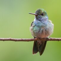 blue-chested hummingbird_08A7304 Blue-chested hummingbird, Darien, Panama