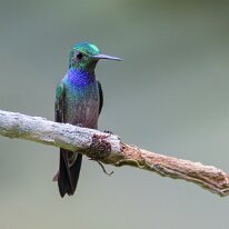 blue-throated hummingbird_08A6583 Blue-throated hummingbird, Darien, Panama