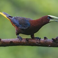 chestnut-headed oropendola_08A6776 Chestnut-headed oropendola, Darien, Panama