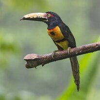 collared aracari_08A6717 Collared aracari, Darien, Panama