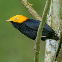 golden-headed manakin_08A8433 Golden-headed manakin, Darien, Panama
