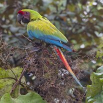 great green macaw_08A7773 Great green macaw, Darien, Panama