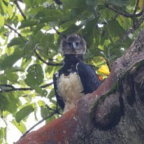 harpy eagle_08A7889 Harpy eagle, Darien, Panama