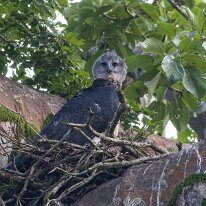 harpy eagle_08A8230 Harpy eagle, Darien, Panama