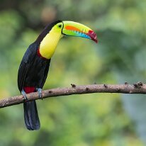 keel-billed toucan_08A7445 Keel-billed toucan, Darien, Panama