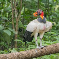 king vulture_08A7176 King vulture, Darien, Panama